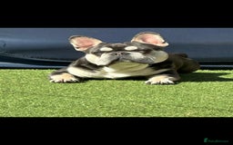 French Bulldog dogs for sale: Beautiful litter of French Bulldogs - Advert 27