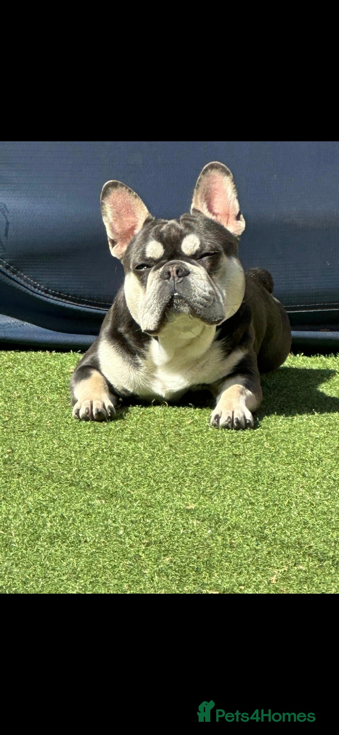 French Bulldog dogs for sale: Beautiful litter of French Bulldogs - Advert 27