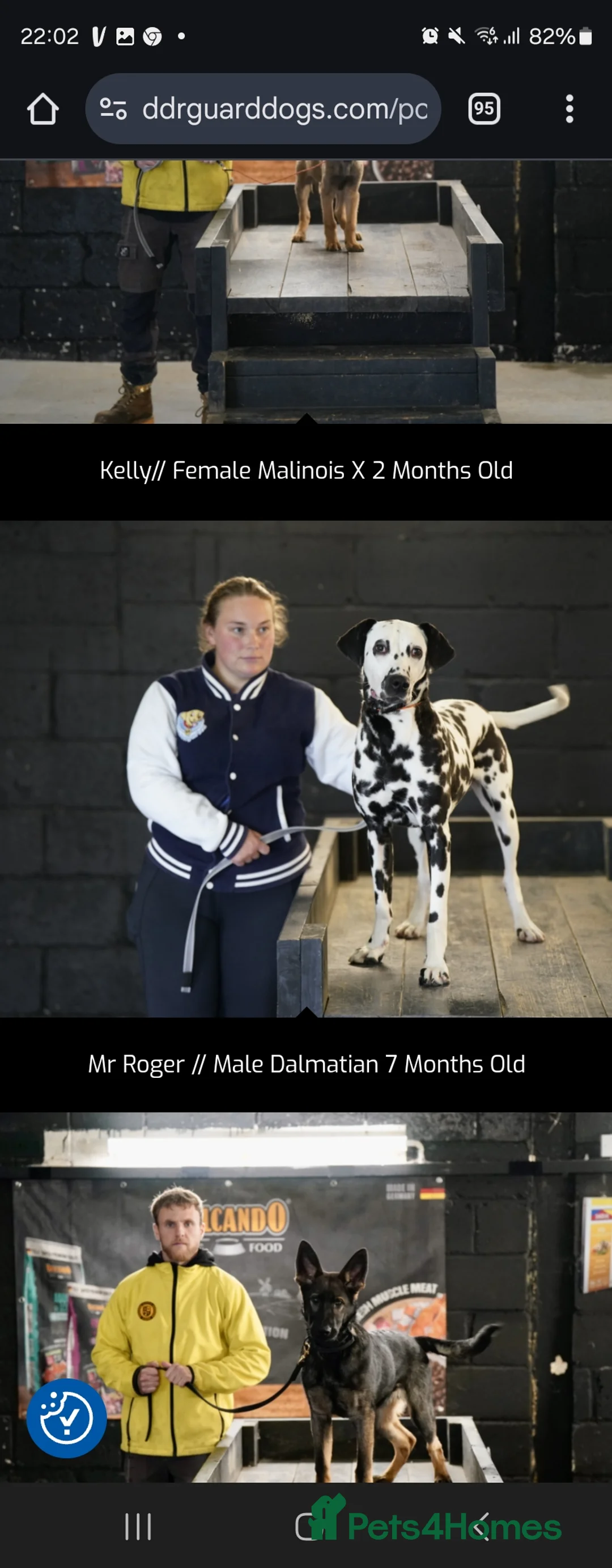 Dalmatian dogs for stud: Mr Rogers - Pure bred beautiful Dalmation  - Advert 4