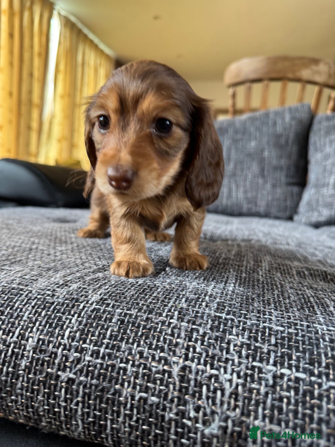 Miniature Dachshund dogs for sale: Miniature dachshund puppies  - Image 7