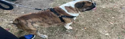 Olde English Bulldogge dogs for stud: Círoc open for stud - Advert 2