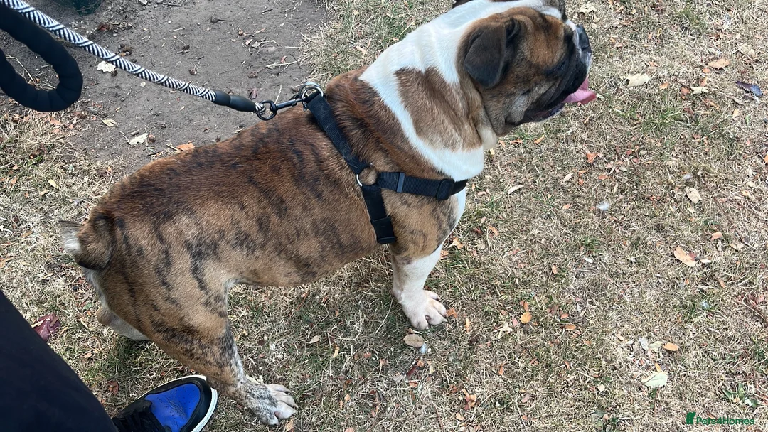 Olde English Bulldogge dogs for stud: Círoc open for stud - Advert 2