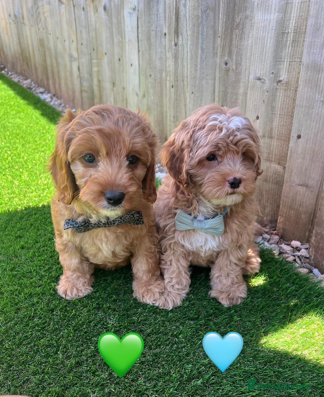 Cavapoo dogs F2 Cavapoos READY FOR THERE FOREVER HOMES❤️ - Advert 10