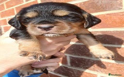 Cocker Spaniel dogs for sale: 3Beautiful show type cocker spaniels 💕♥️ 💙💕 - Image 20
