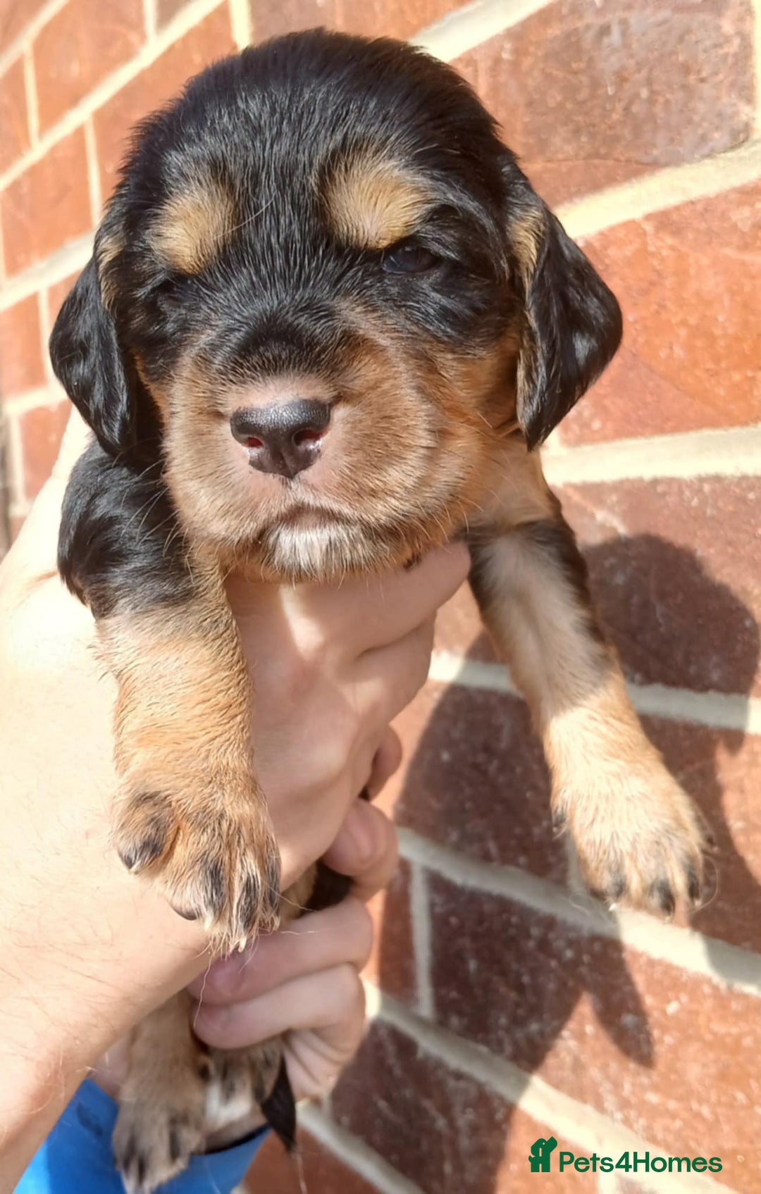 Cocker Spaniel dogs for sale: 3Beautiful show type cocker spaniels 💕♥️ 💙💕 - Image 20