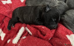 Staffordshire Bull Terrier dogs for sale: BEAUTIFUL STAFFORDSHIRE BULLTERRIER PUPPIES - Image 3