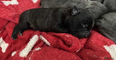 Staffordshire Bull Terrier dogs - Advert 3