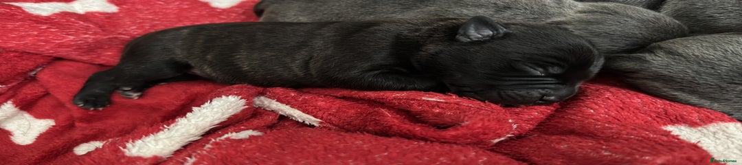 Staffordshire Bull Terrier Puppy 3