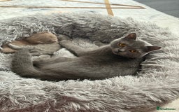 British Shorthair cats for sale: Adorable British Shorthair Kittens for Sale - Image 10
