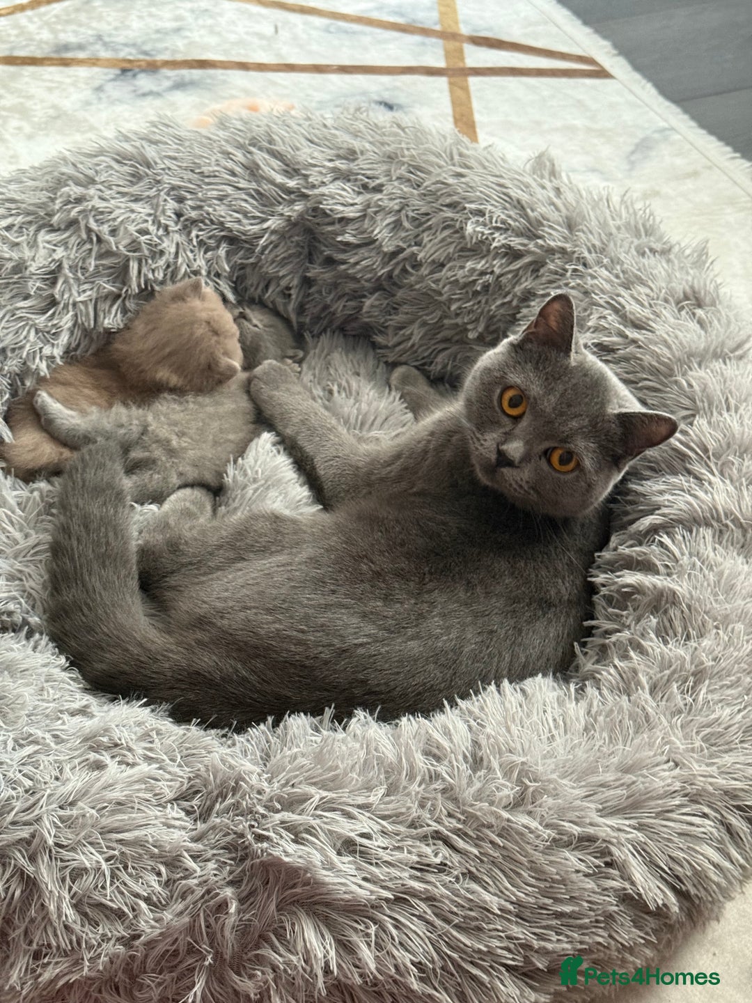 British Shorthair cats for sale: Adorable British Shorthair Kittens for Sale - Image 10