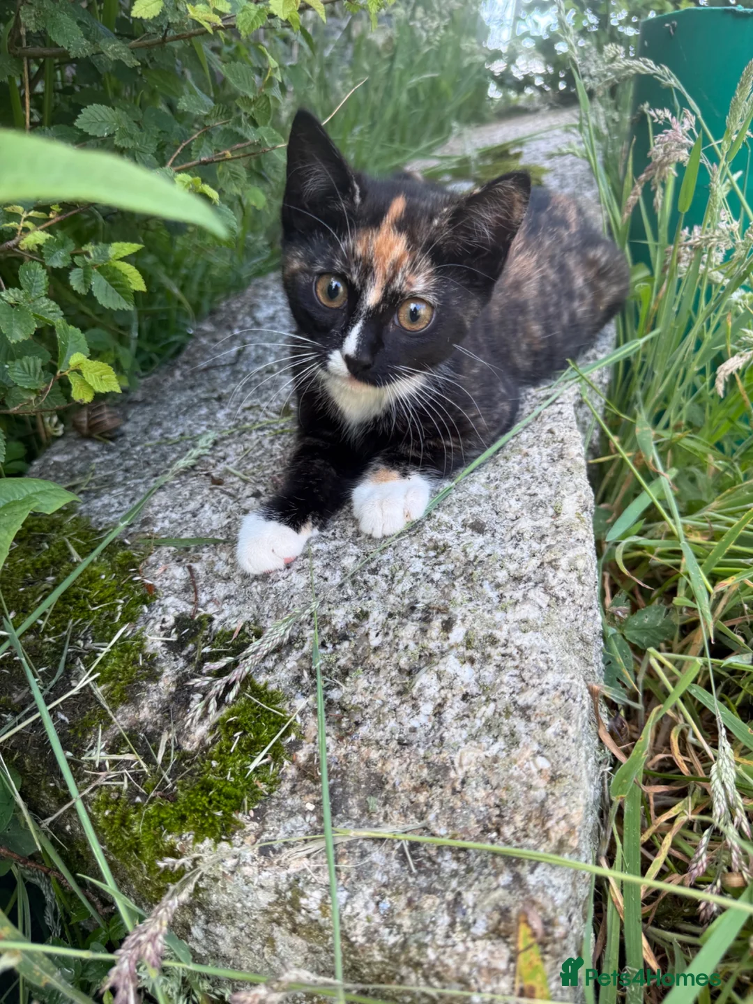 Mixed Breed cats for sale: Kittens for sale  - Advert 2