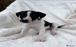 Whippet dogs for sale: KC whippet puppies  - Image 1