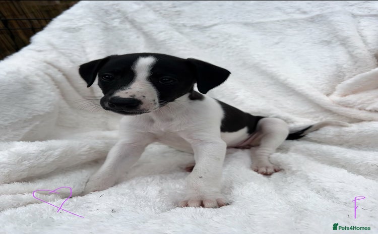 Whippet dogs - Advert 6
