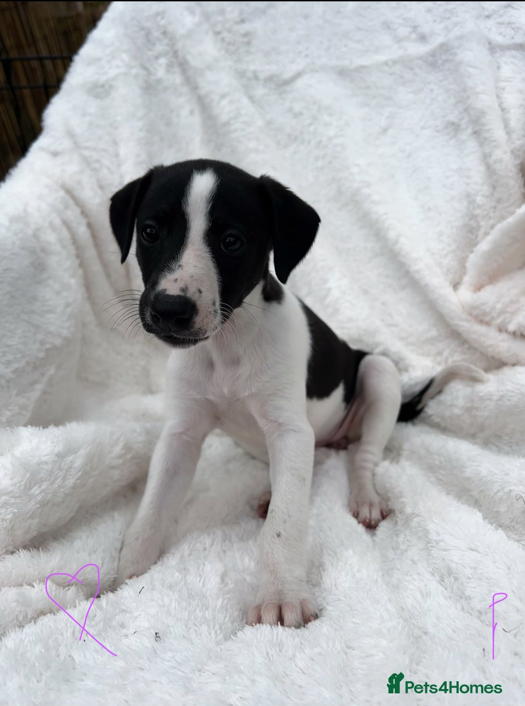 Whippet dogs for sale: KC whippet puppies  - Image 1
