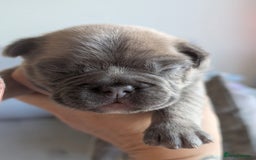 French Bulldog dogs for sale: Beautiful Well Bred French Bulldogs  - Image 3