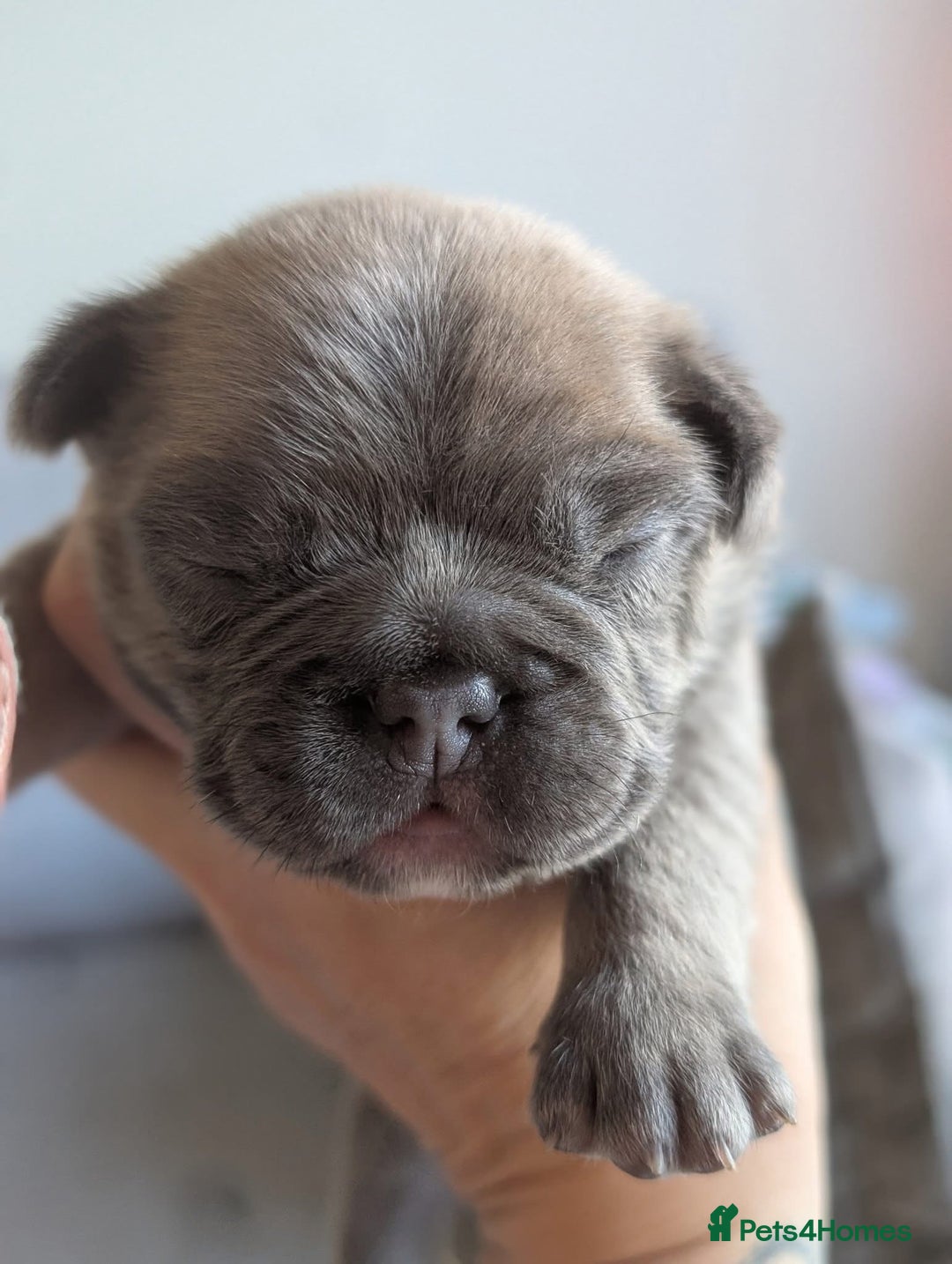 French Bulldog dogs for sale: Beautiful Well Bred French Bulldogs  - Image 3