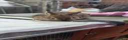 Netherland Dwarf rabbits for sale: 3 beautiful baby rabbits - Advert 5