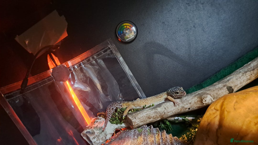 Leopard Gecko reptiles for sale: 1 female leopard gecko. - Image 4