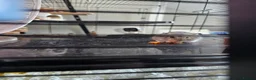 Hamster rodents for sale: Dwarf Hamster with everything included - Advert 2