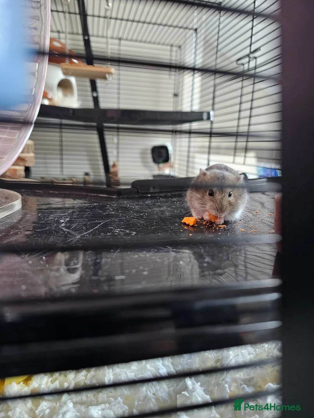 Hamster rodents for sale: Dwarf Hamster with everything included - Advert 2