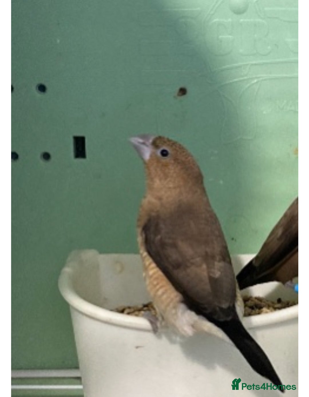 Finches birds for sale: Star finch, Bengalese, Gouldian, strawberry finch - Advert 17