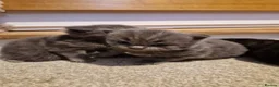 Ragdoll cats for sale: 5 STAR HOMES WANTED FOR RAGDOLL/BRITISH SHORTHAIRS in Newark - Advert 6