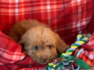 Cockapoo dogs Adorable cockapoo pups - Advert 11