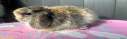 Mini Lop rabbits for sale: Pure bred pedigreed baby mini lops  - Advert 11