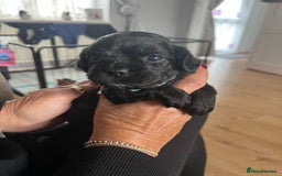 Mixed Breed dogs for sale: Pugcockapoo - Image 5