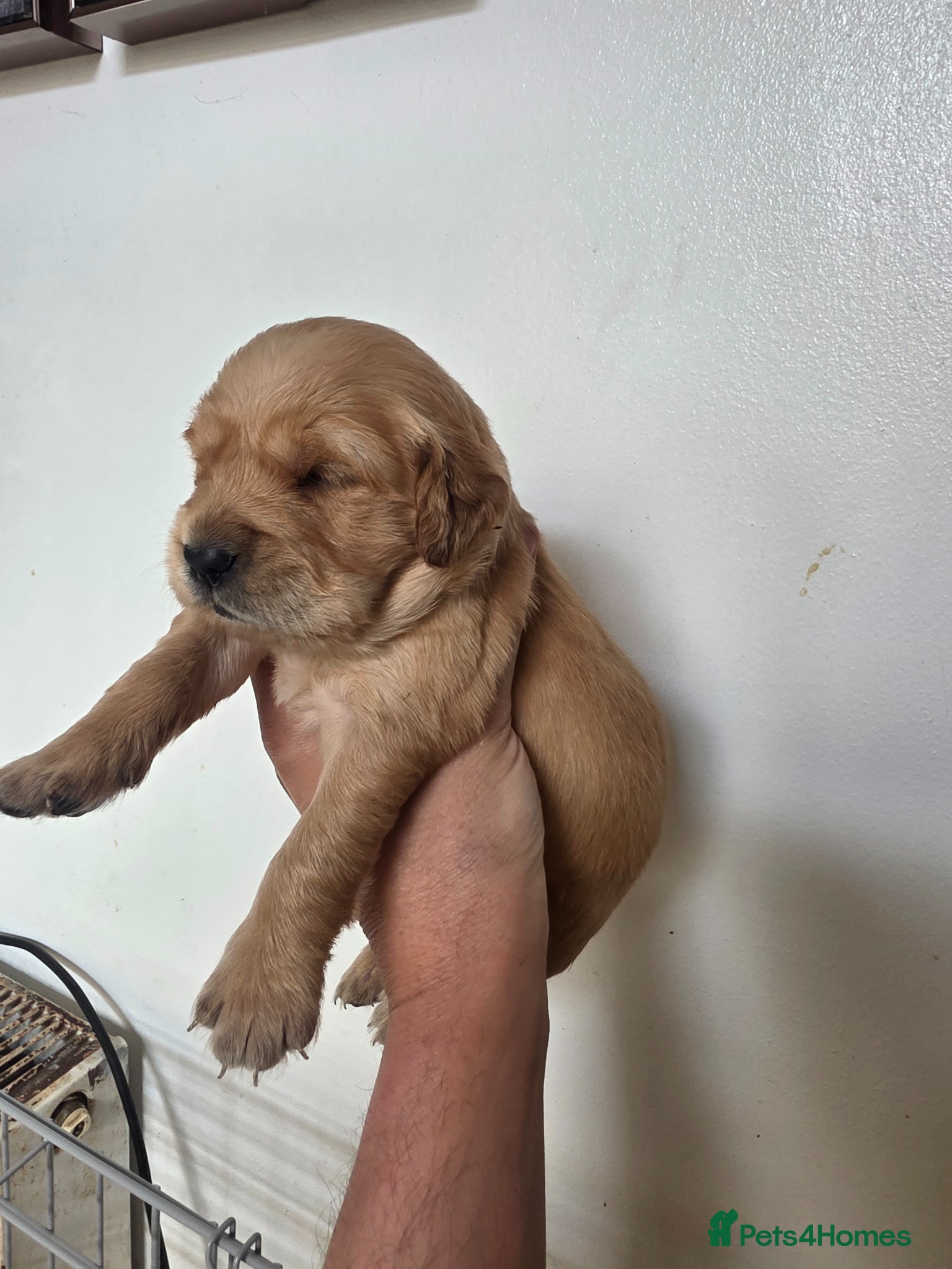 Golden Retriever dogs Kc registered golden retrievers  - Advert 1