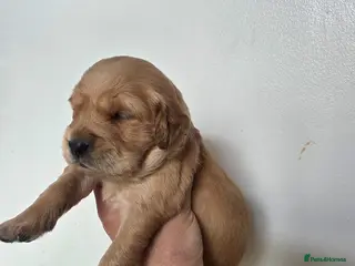 Golden Retriever dogs for sale: Kc registered golden retrievers - Advert 1