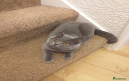British Shorthair cats for sale: Blue British Shorthair Female - Image 5