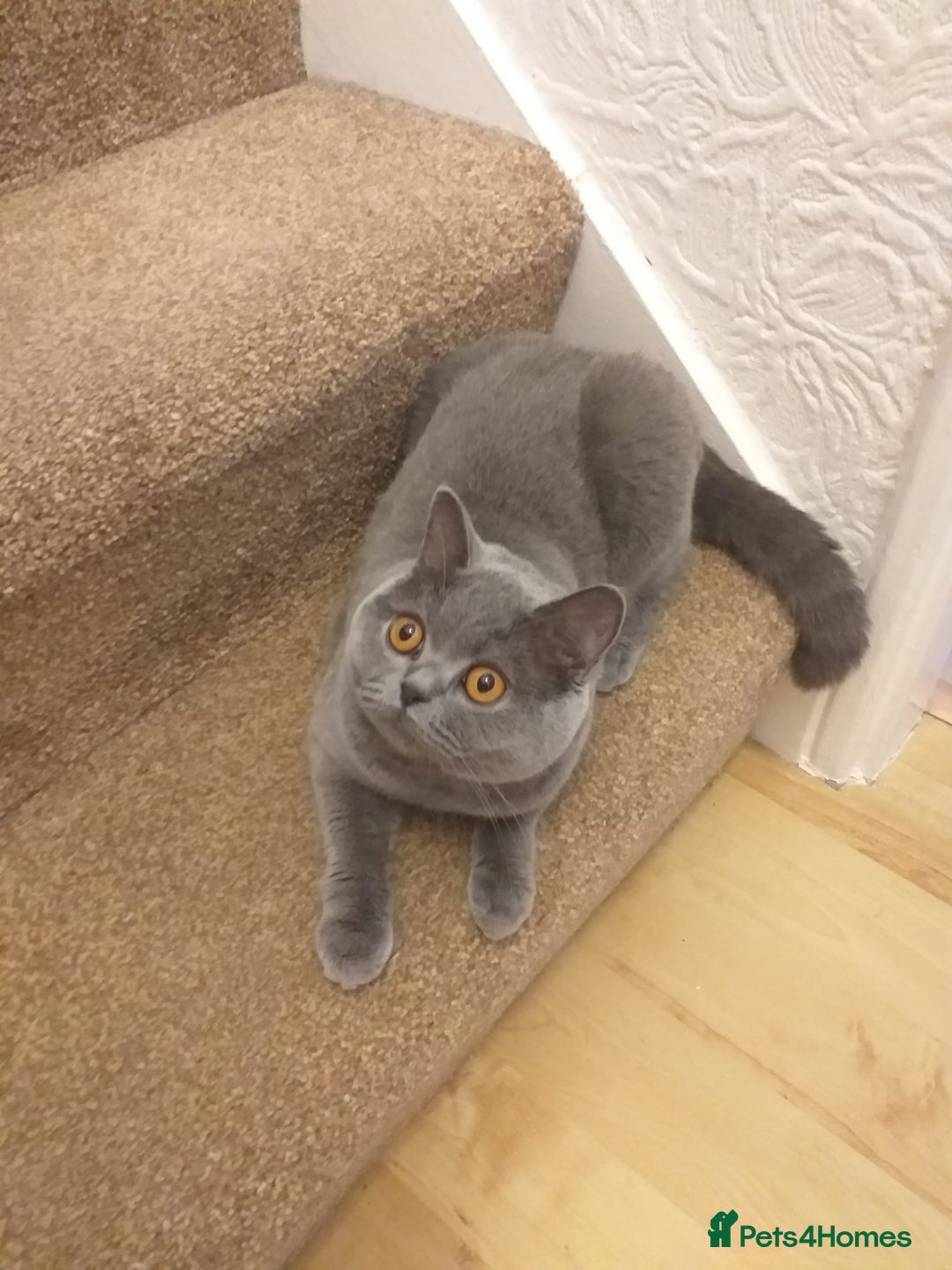 British Shorthair cats for sale: Blue British Shorthair Female - Image 5