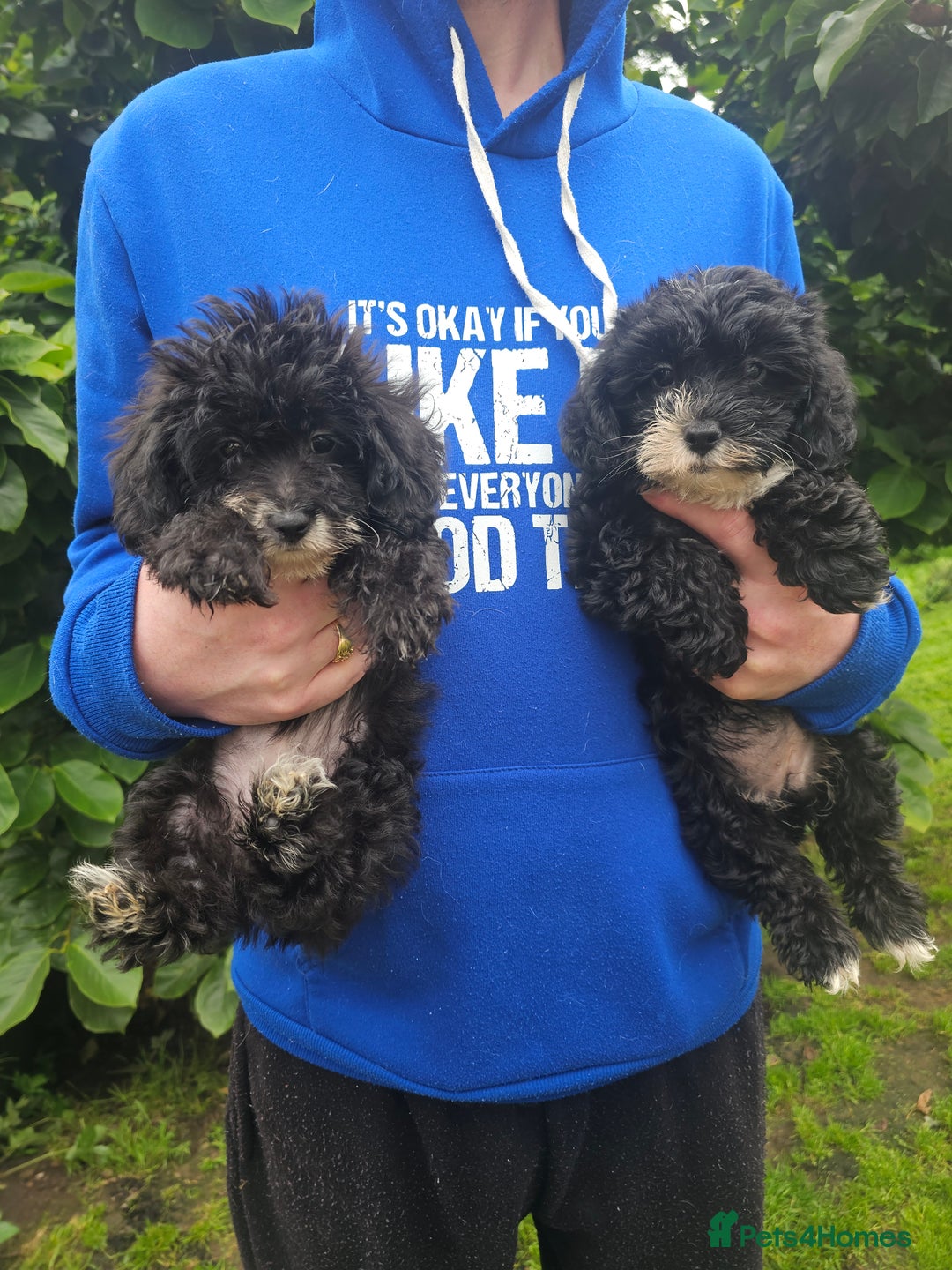 Mixed Breed dogs for sale: Chorkie x poodle pups - Image 4