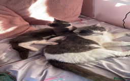 Domestic Shorthair cats for sale: Two kittens left** - Image 7