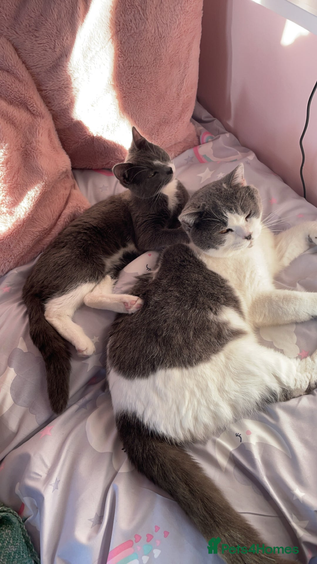 Domestic Shorthair cats for sale: Two kittens left** - Image 7