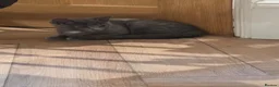 Domestic Shorthair cats for sale: Kittens ready to leave  - Advert 6