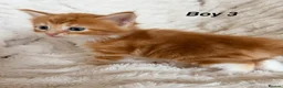 Maine Coon cats for sale: Maine coon kittens ready to reserve  - Advert 23