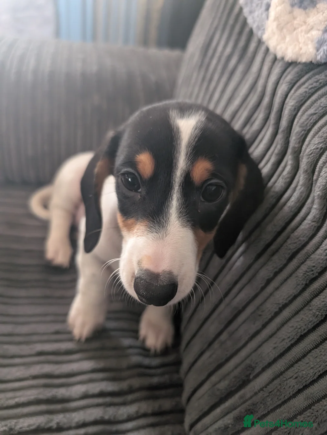 Dachshund dogs for sale: Dachshund puppies for sale  - Advert 1