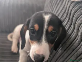 Dachshund dogs Dachshund puppies for sale - Advert 3