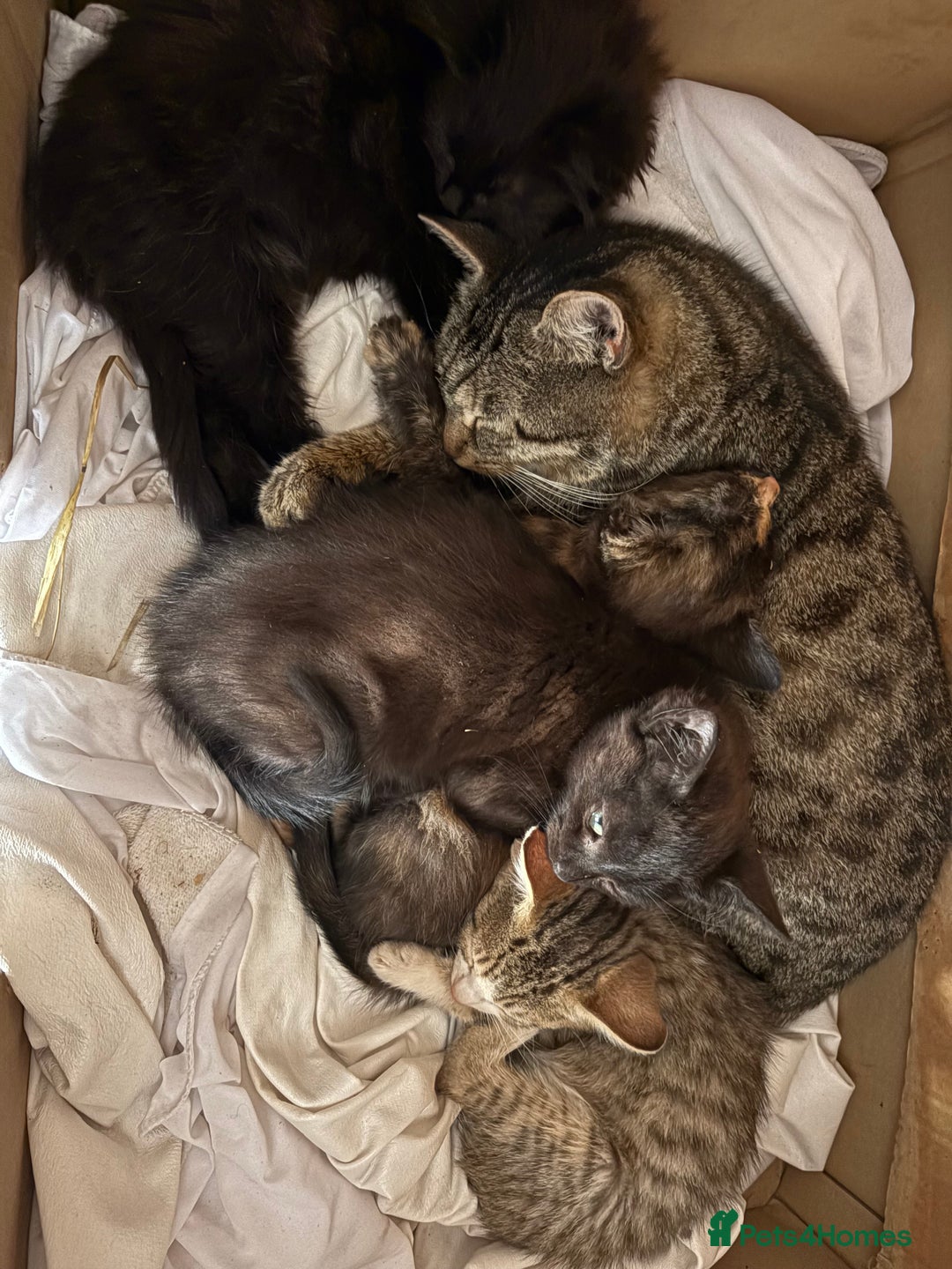 Mixed Breed cats for sale: Farm kittens  - Image 8