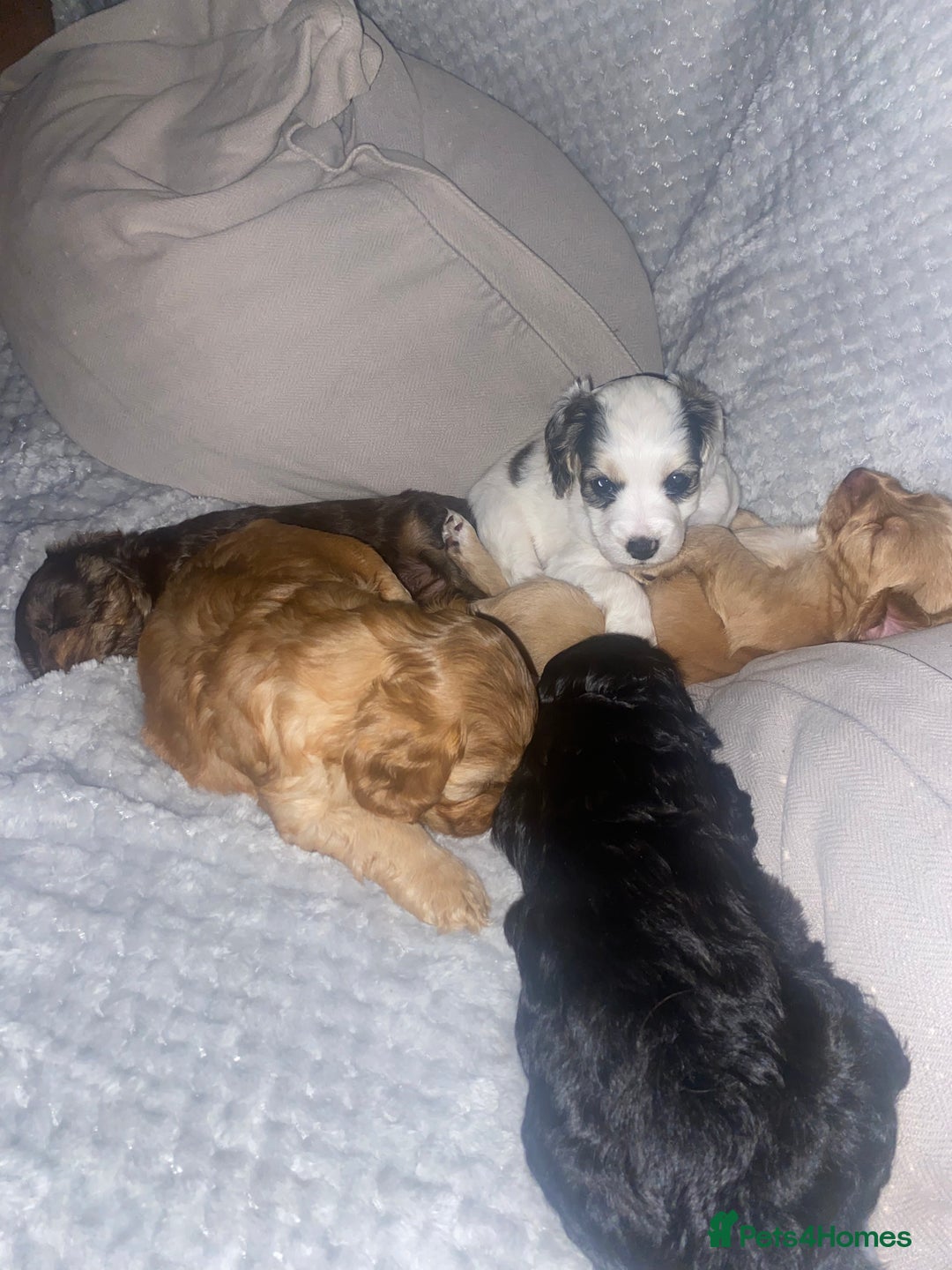 Cockapoo dogs for sale: F2 Cockapoo pups  - Image 4