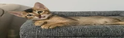 Mixed Breed cats for sale: Unique Abyssinian*Savannah Mix- Not to Miss - Advert 6