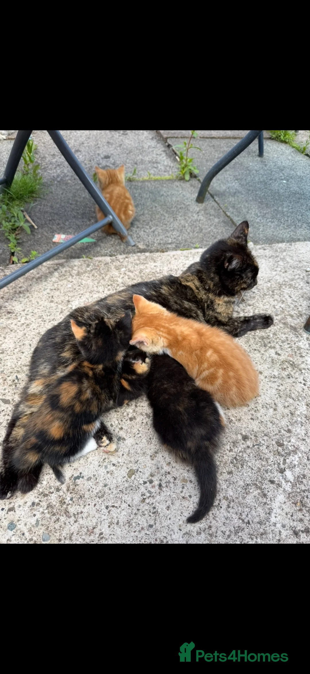 Mixed Breed cats for sale: Kittens for sale - Advert 12