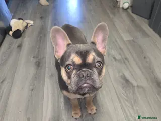 French Bulldog dogs 6 month old female frenchie - Advert 17