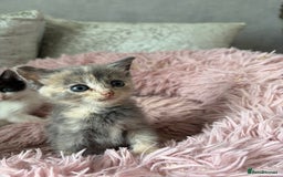 Ragdoll cats for sale: Ragdoll x - Image 11