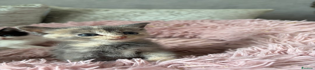 Ragdoll Kitten 4