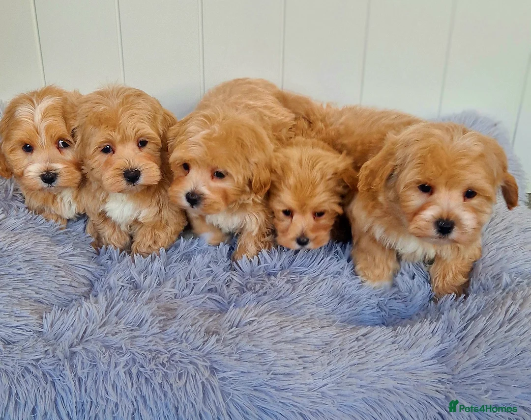 Maltipoo dogs for sale:  Beautiful health clear Maltipoo's - Advert 1