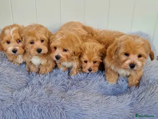 Maltipoo dogs Beautiful health clear Maltipoo's - Advert 2