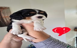 Cavalier King Charles Spaniel dogs for sale: Gorgeous  Cavalier King Charles  Puppies forsale . - Image 7